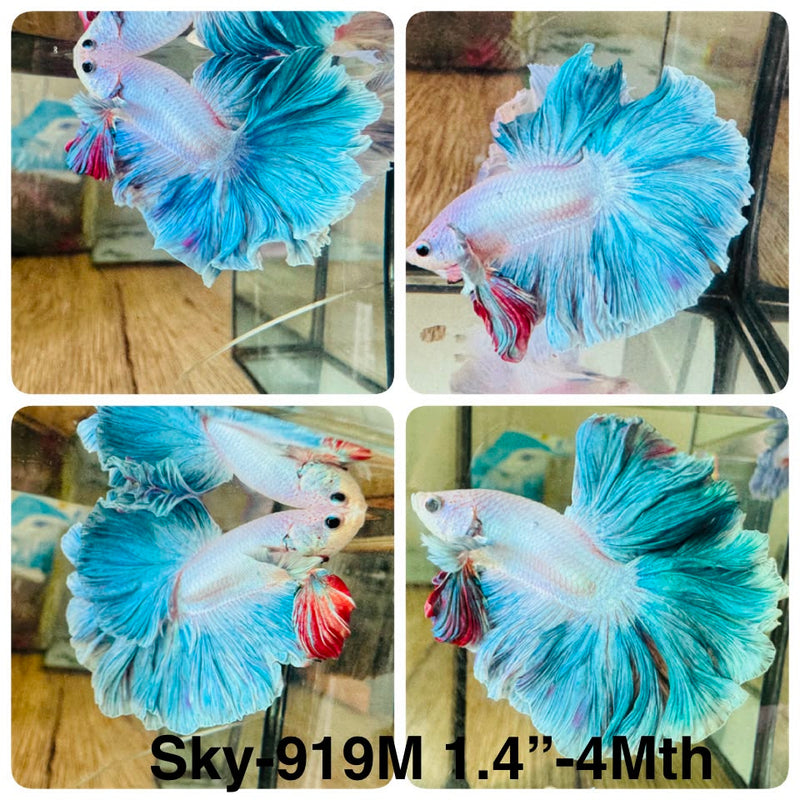 Live Male Betta Fancy Green Pastel Colors Halfmoon Rosetail (Sky-919) High quality What you see What you get!!