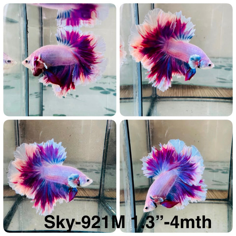 Live Male Betta Fancy Purple Pink Pastel Colors Halfmoon Rosetail (Sky-921) High quality What you see What you get!!