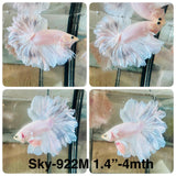 Live Male Betta Fancy Light Colors Halfmoon Rosetail (Sky-922)CUP High quality What you see What you get!!