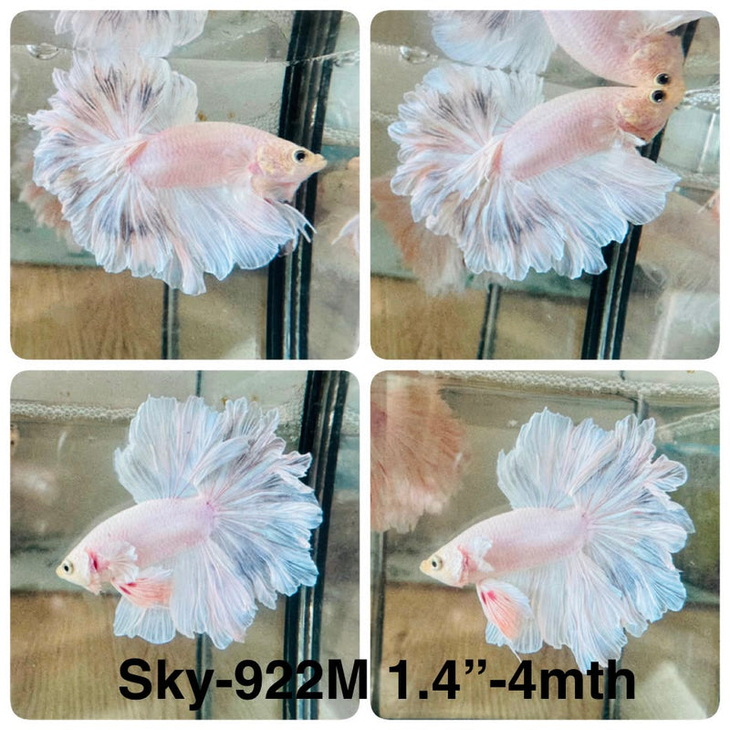Live Male Betta Fancy Light Colors Halfmoon Rosetail (Sky-922) High quality What you see What you get!!