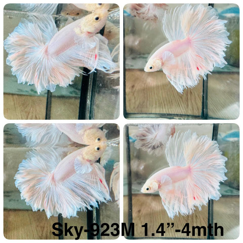 Live Male Betta Fancy Light Colors Halfmoon Rosetail (Sky-923) High quality What you see What you get!!
