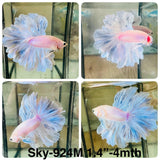 Live Male Betta Fancy Light Colors Halfmoon Rosetail (Sky-924)CUP High quality What you see What you get!!