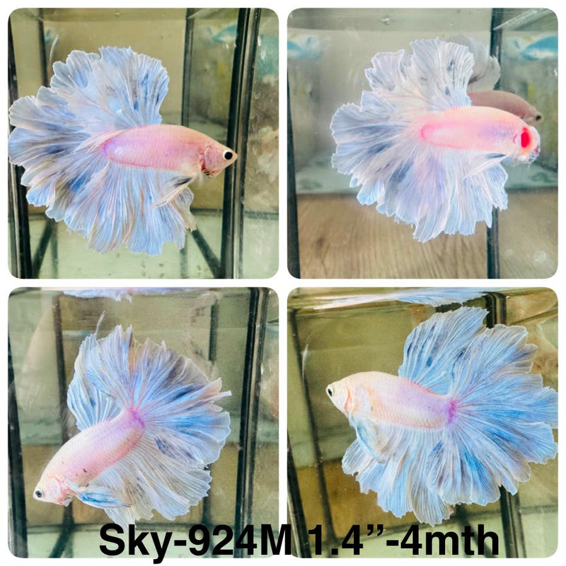 Live Male Betta Fancy Light Colors Halfmoon Rosetail (Sky-924) High quality What you see What you get!!