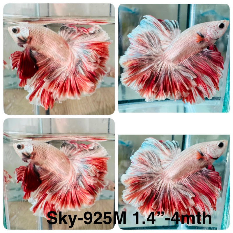 Live Male Betta Fancy Red Combodian Halfmoon Rosetail (Sky-925) High quality What you see What you get!!