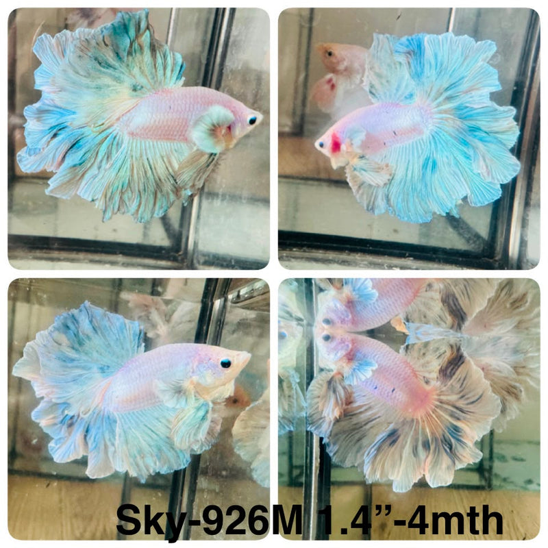 Live Male Betta Fancy Green Pastel Colors Halfmoon Rosetail (Sky-926) High quality What you see What you get!!