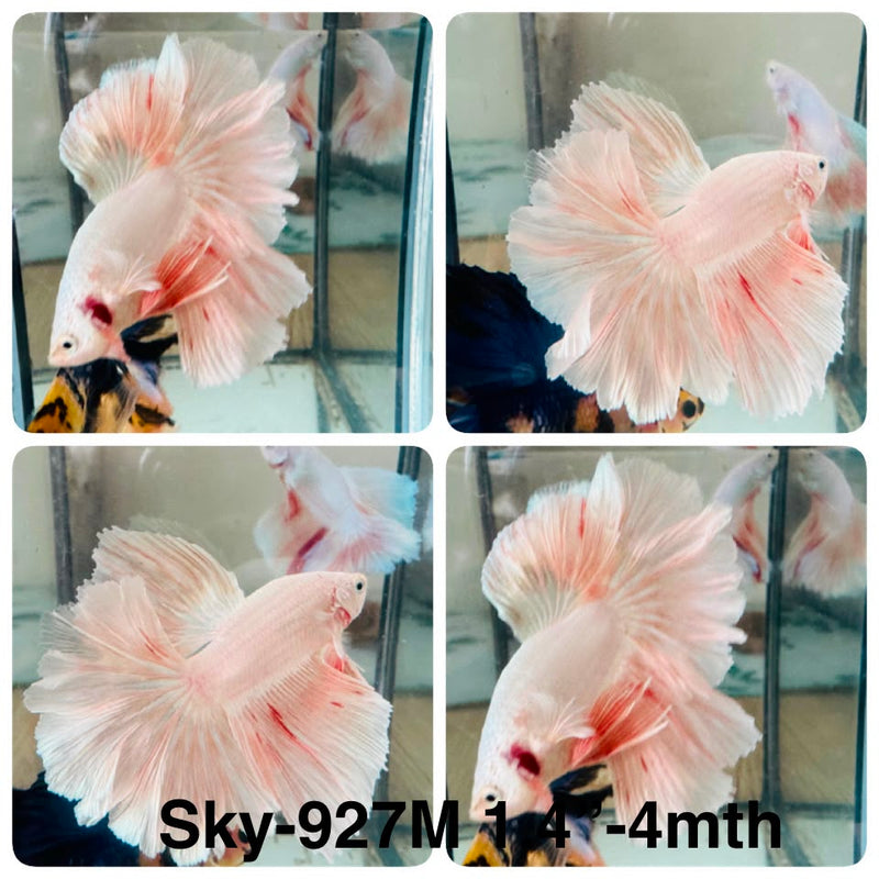 Live Male Betta Fancy Orange Light colors Halfmoon Rosetail (Sky-927) High quality What you see What you get!!