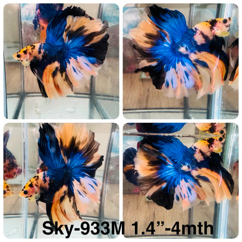 Live Male Betta Yellow Galaxy Koi Over Halfmoon (Sky-933) High quality What you see What you get!!