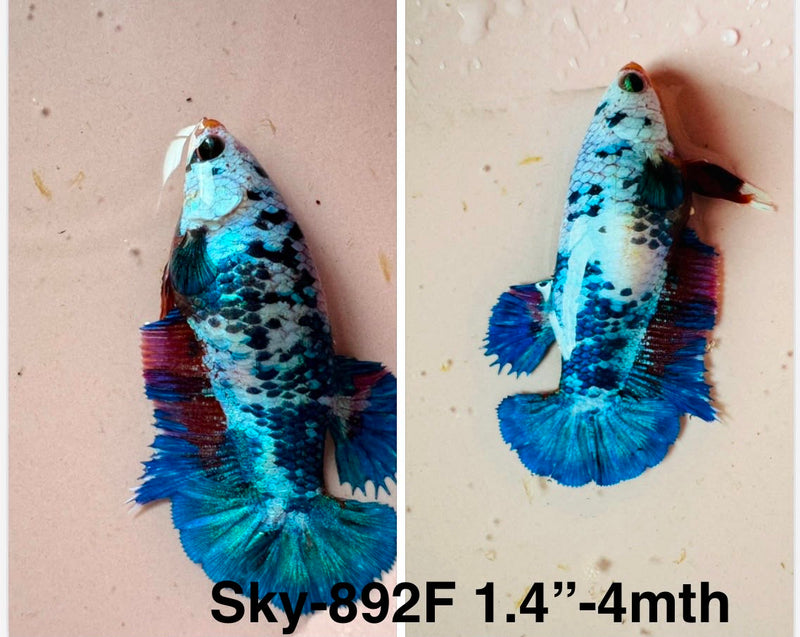Live Female Betta Fancy Marble Plakat (Sky-892)S337✔️ High quality what you see what you get!!