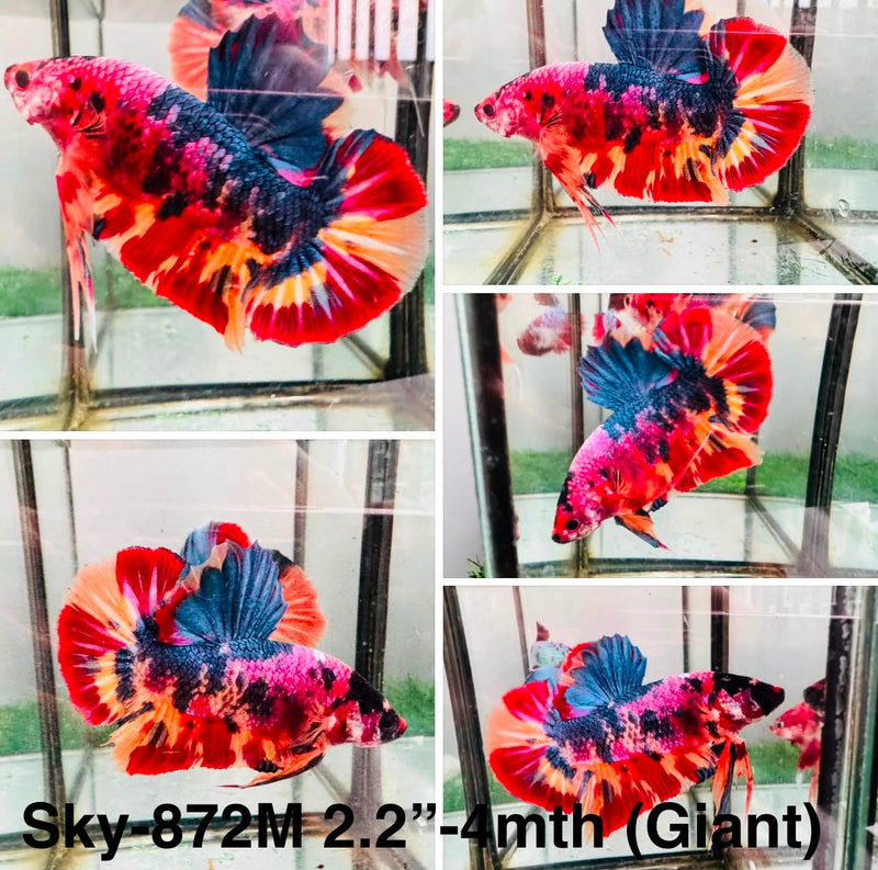 Live Male Betta Galaxy Nemo Giants Plakat (Sky-872) High quality What you see What you get!!