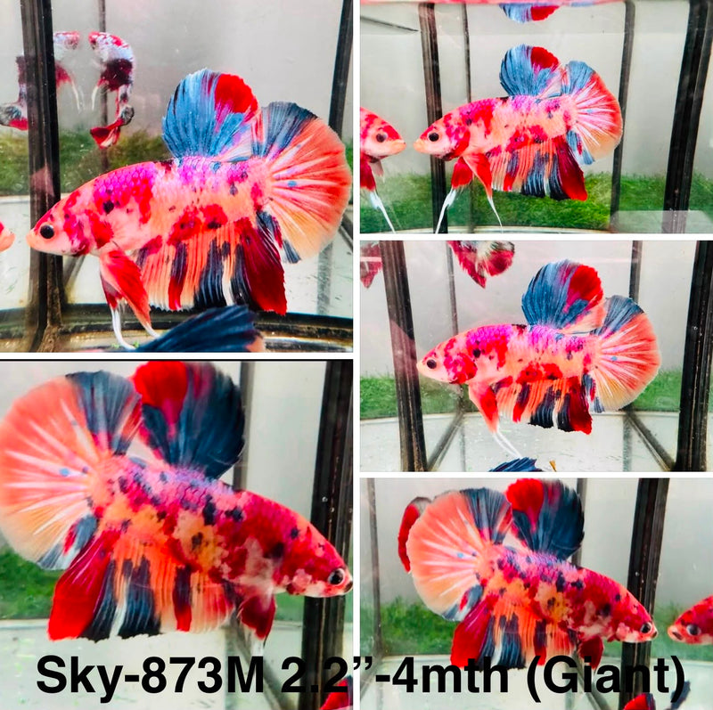 Live Male Betta Candy Multicolors Giants Plakat (Sky-873) High quality What you see What you get!!