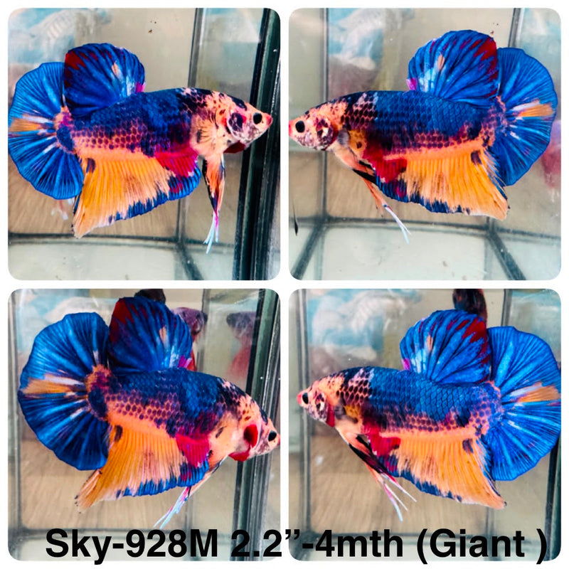 Live Male Betta Fancy Blue Yellow Giants Plakat (Sky-928) High quality What you see What you get!!