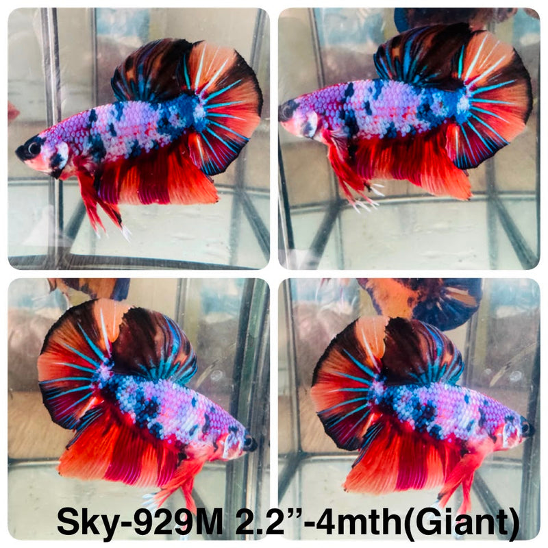 Live Male Betta Fancy Marble Three Colors Giants Plakat (Sky-929) High quality What you see What you get!!