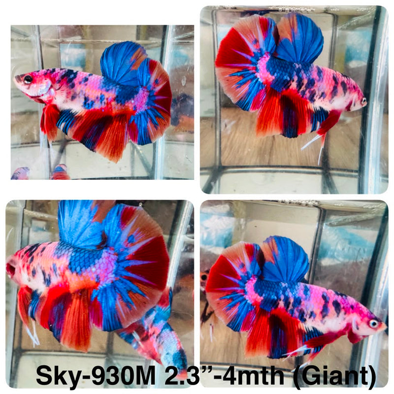 Live Male Betta Candy Marble Mixed Colors Giants Plakat (Sky-930) High quality What you see What you get!!