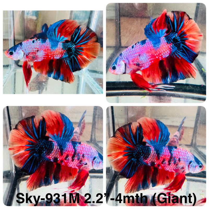 Live Male Betta Candy Marble Mixed Colors Giants Plakat (Sky-931) High quality What you see What you get!!