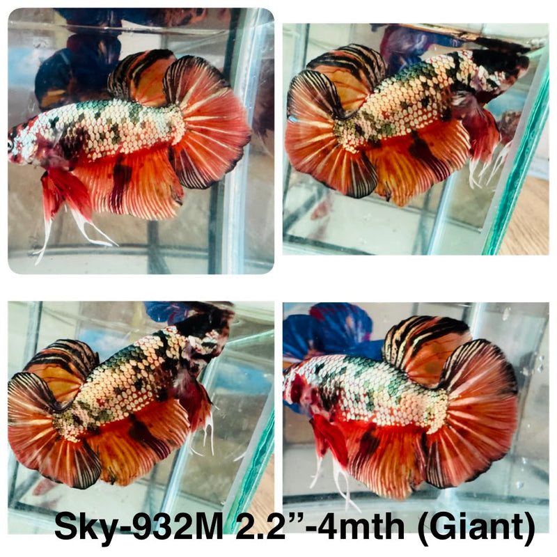 Live Male Betta Copper Nemo Giants Plakat (Sky-932) High quality What you see What you get!!