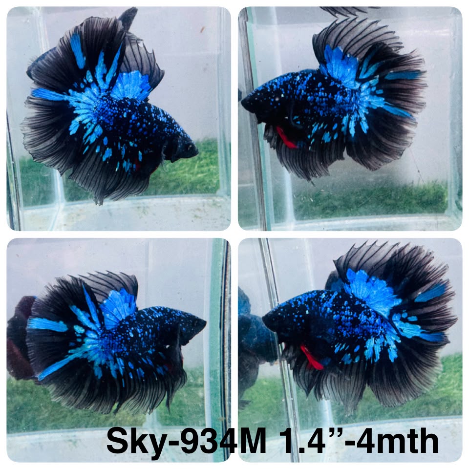 Live Male Betta Blue Black Galaxy Avatar Halfmoon (Sky-934)CUP High quality What you see What you get!!