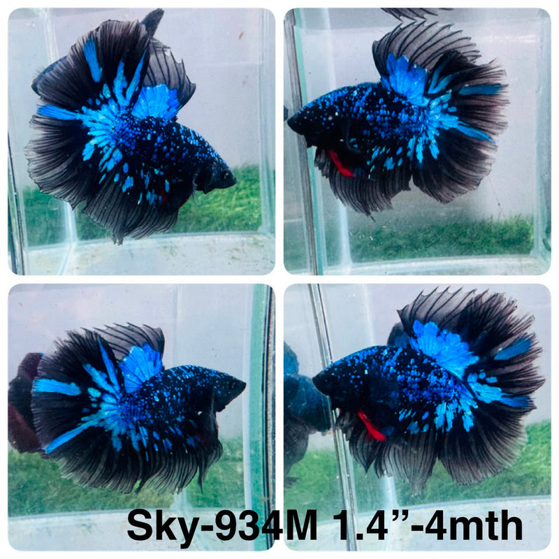 Live Male Betta Blue Black Galaxy Avatar Halfmoon (Sky-934)CUP High quality What you see What you get!!