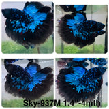 Live Male Betta Blue Black Galaxy Avatar Halfmoon (Sky-937)CUP High quality What you see What you get!!