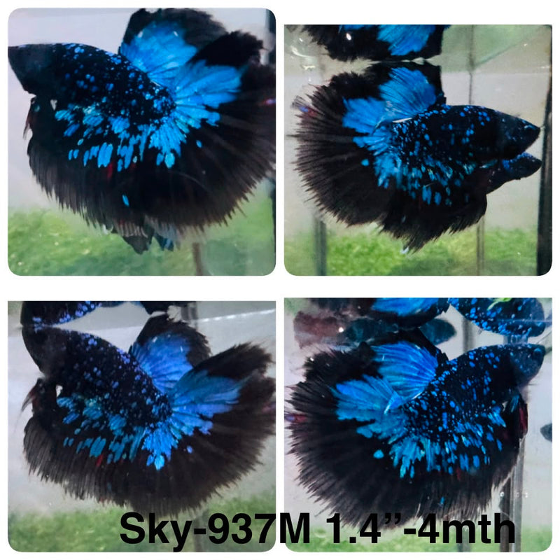 Live Male Betta Blue Black Galaxy Avatar Halfmoon (Sky-937)CUP High quality What you see What you get!!