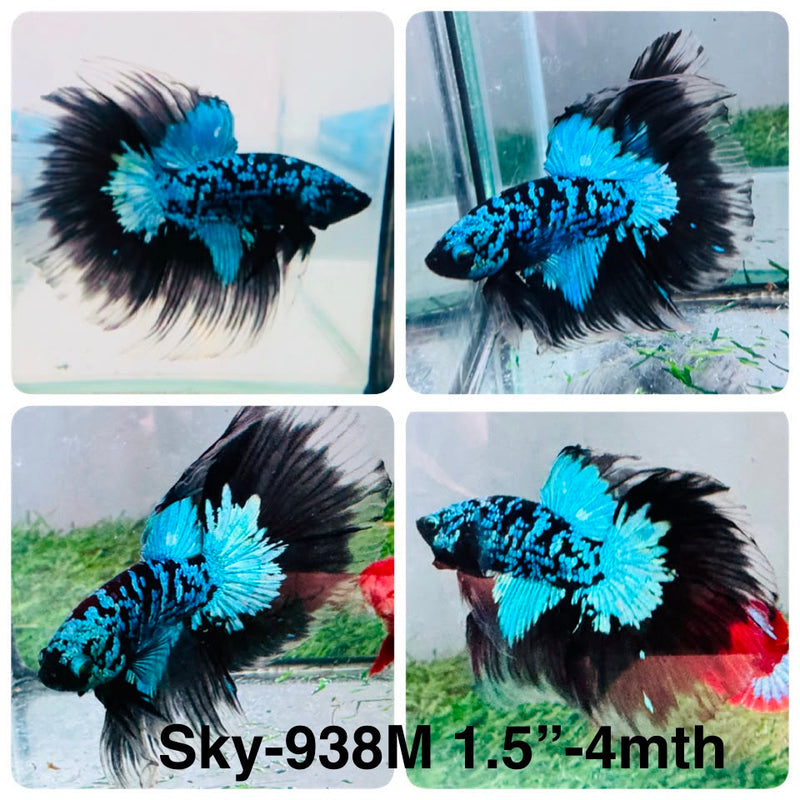 Live Male Betta Blue Black Galaxy Avatar Halfmoon (Sky-938)CUP High quality What you see What you get!!