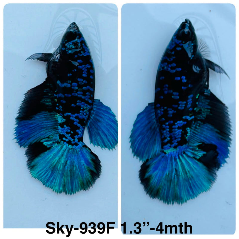Live Female Betta Blue Black Galaxy Avatar Halfmoon (Sky-939)S273✔️ High quality what you see what you get!!