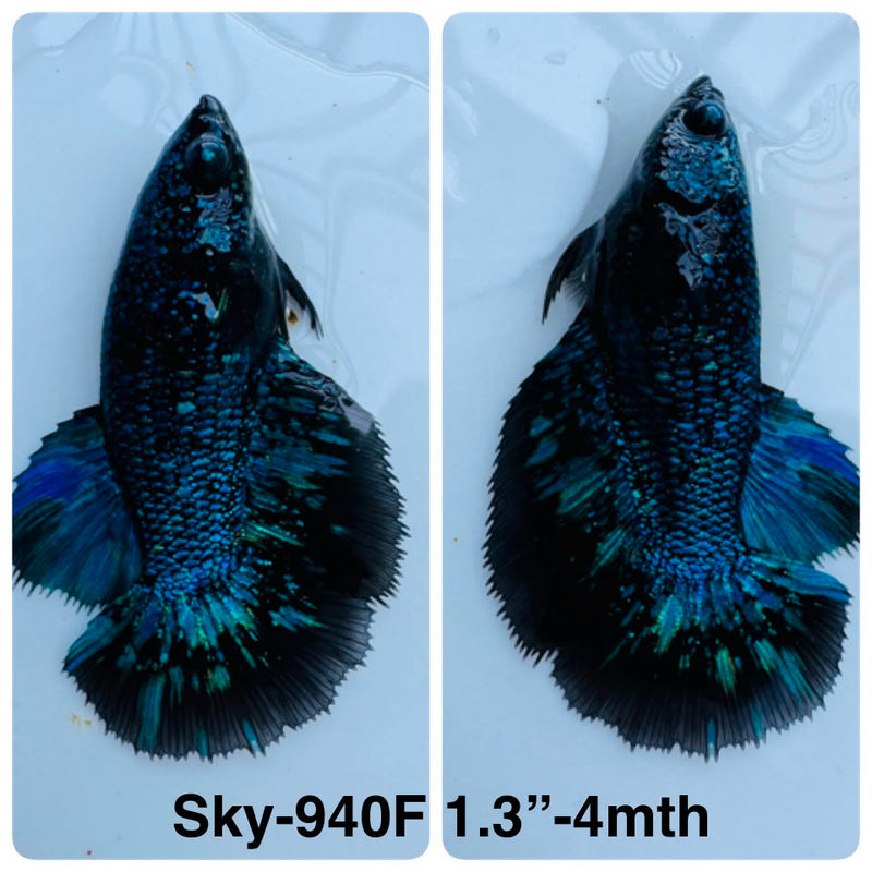 Live Female Betta Blue Black Galaxy Avatar Halfmoon (Sky-940)S276✔️ High quality what you see what you get!!