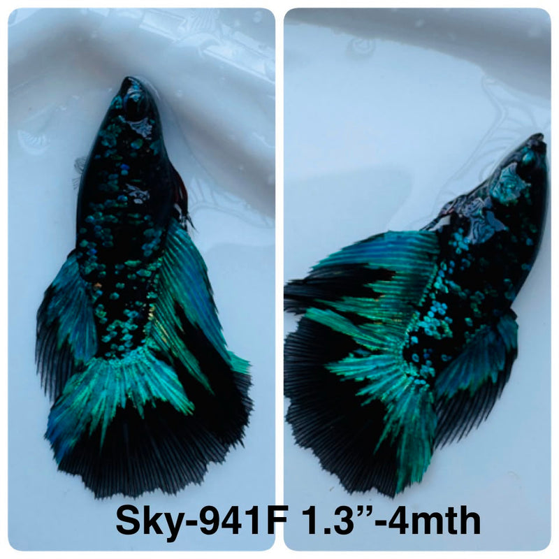 Live Female Betta Green Black Galaxy Avatar Halfmoon (Sky-941)S356✔️ High quality what you see what you get!!
