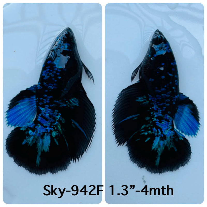 Live Female Betta Blue Black Galaxy Avatar Halfmoon (Sky-942)S182✔️ High quality what you see what you get!!