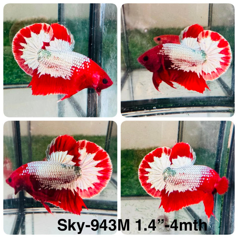 Live Male Betta Fancy Red Hellboy Startail Plakat (Sky-943) High quality What you see What you get!!
