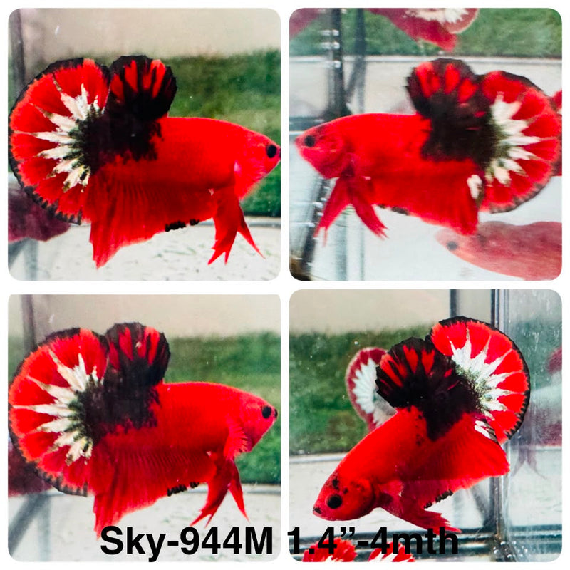 Live Male Betta Fancy Red Hellboy Plakat (Sky-944) High quality What you see What you get!!