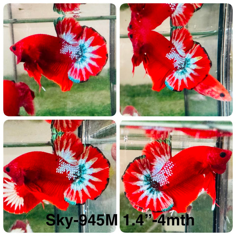 Live Male Betta Fancy Red Hellboy Plakat (Sky-945) High quality What you see What you get!!