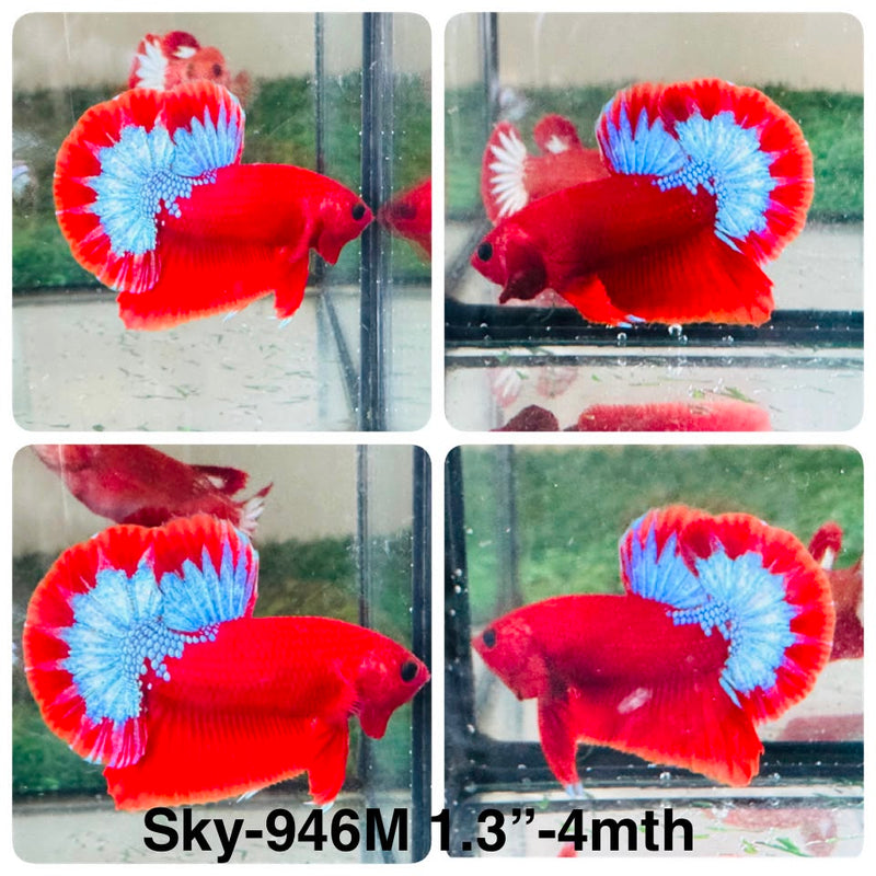 Live Male Betta Fancy Red Hellboy Startail Plakat (Sky-946) High quality What you see What you get!!