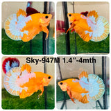 Live Male Betta Fancy Yellow Hellboy Startail Plakat (Sky-947) High quality What you see What you get!!