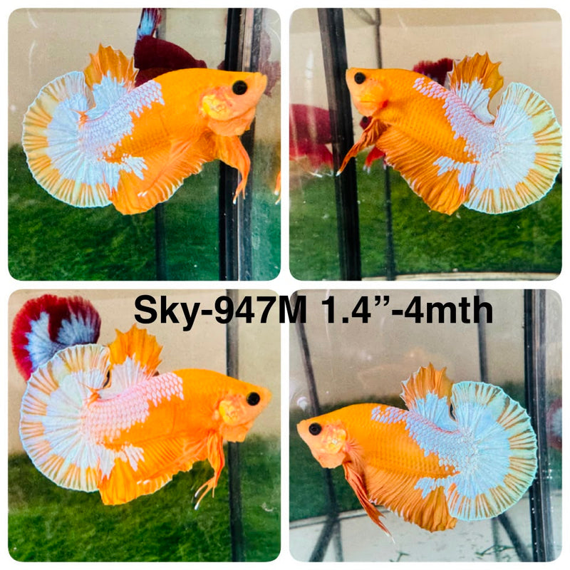 Live Male Betta Fancy Yellow Hellboy Startail Plakat (Sky-947) High quality What you see What you get!!