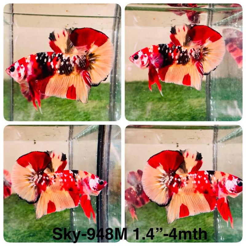 Live Male Betta Galaxy Nemo Plakat (Sky-948) High quality What you see What you get!!