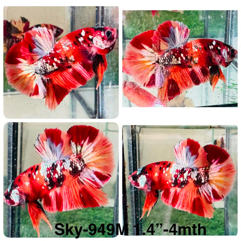 Live Male Betta Galaxy Nemo Plakat (Sky-949) High quality What you see What you get!!