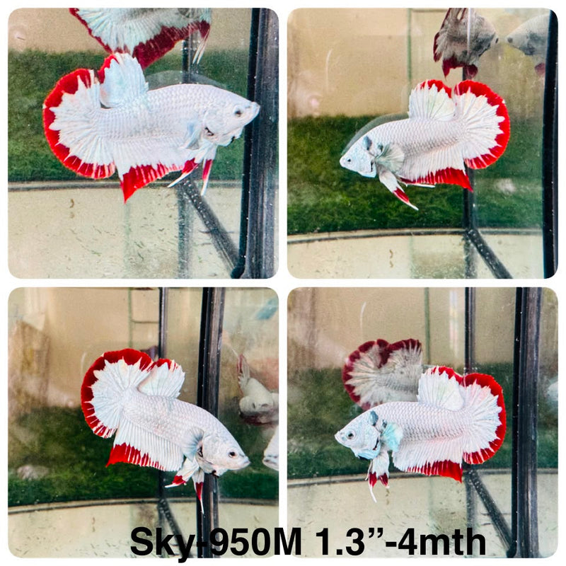 Live Male Betta Red Snow Dragon Plakat (Sky-950) High quality What you see What you get!!