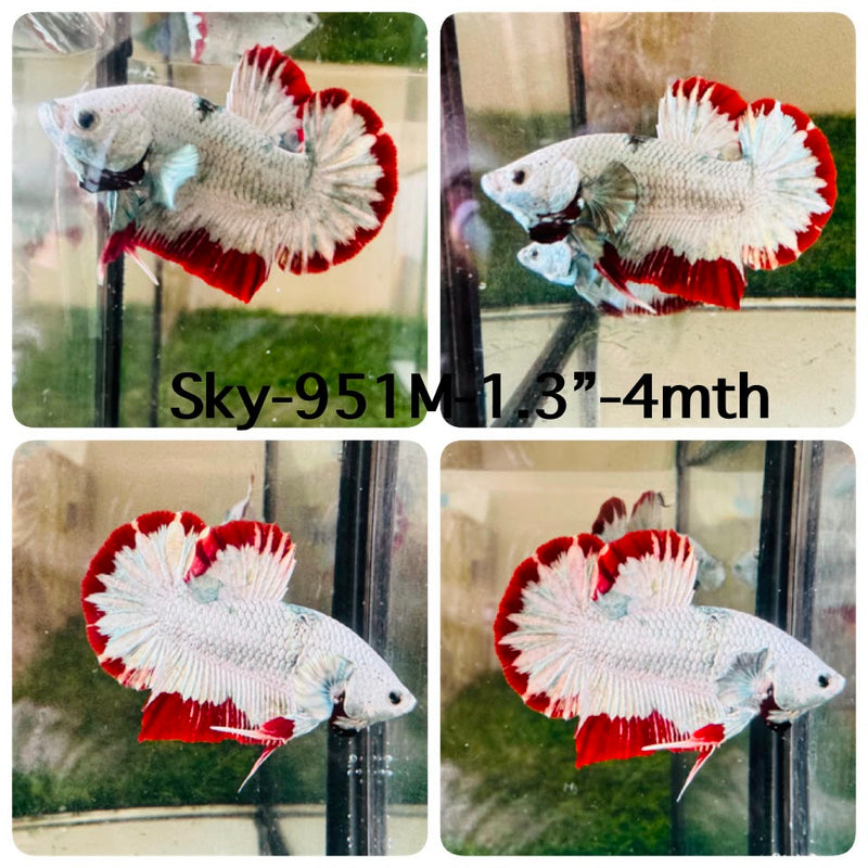 Live Male Betta Red Snow Dragon Plakat (Sky-951) High quality What you see What you get!!