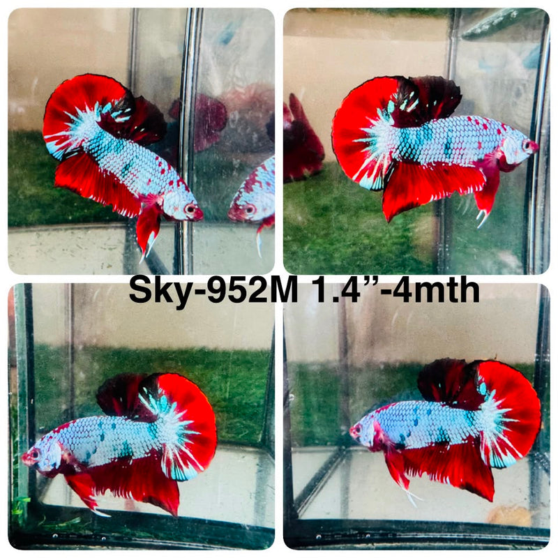 Live Male Betta Fancy Red Marble Plakat (Sky-952) High quality What you see What you get!!
