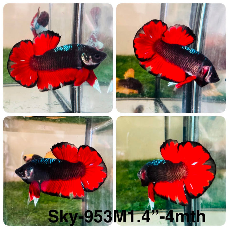 Live Male Betta Fancy Red Devil Plakat (Sky-953) High quality What you see What you get!!