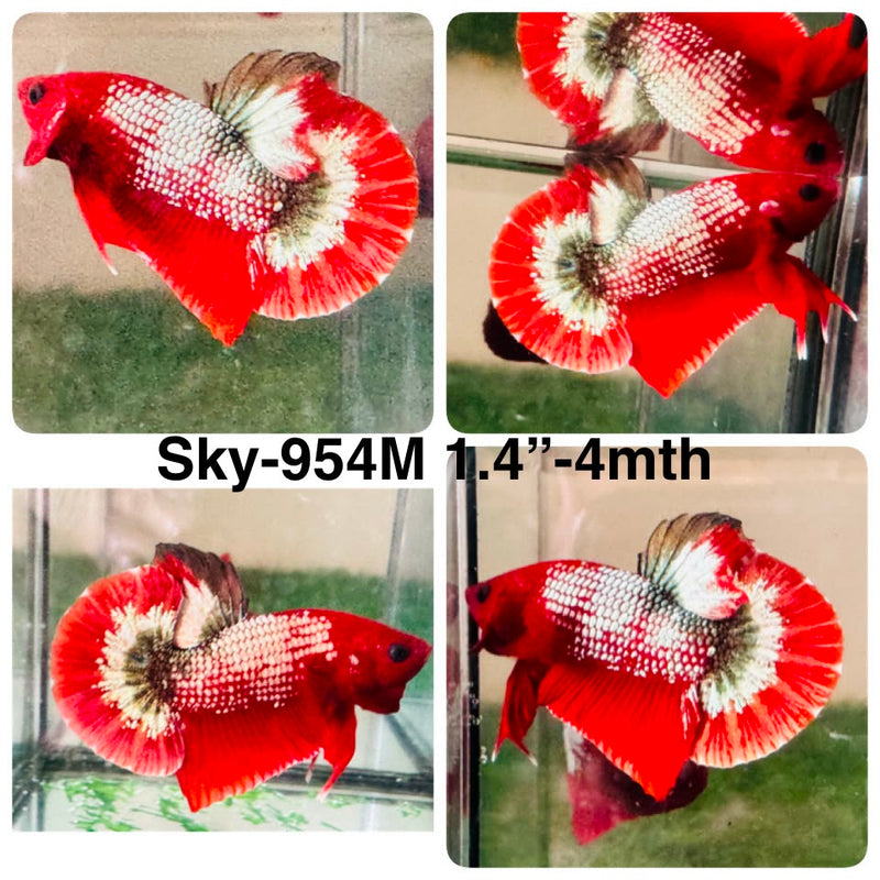 Live Male Betta Fancy Copper Red Hellboy Plakat (Sky-954) High quality What you see What you get!!