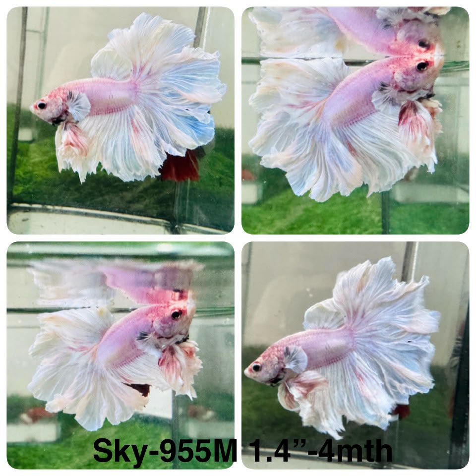 Live Male Betta Fancy Light colors Halfmoon Rosetail (Sky-955) High quality What you see What you get!!