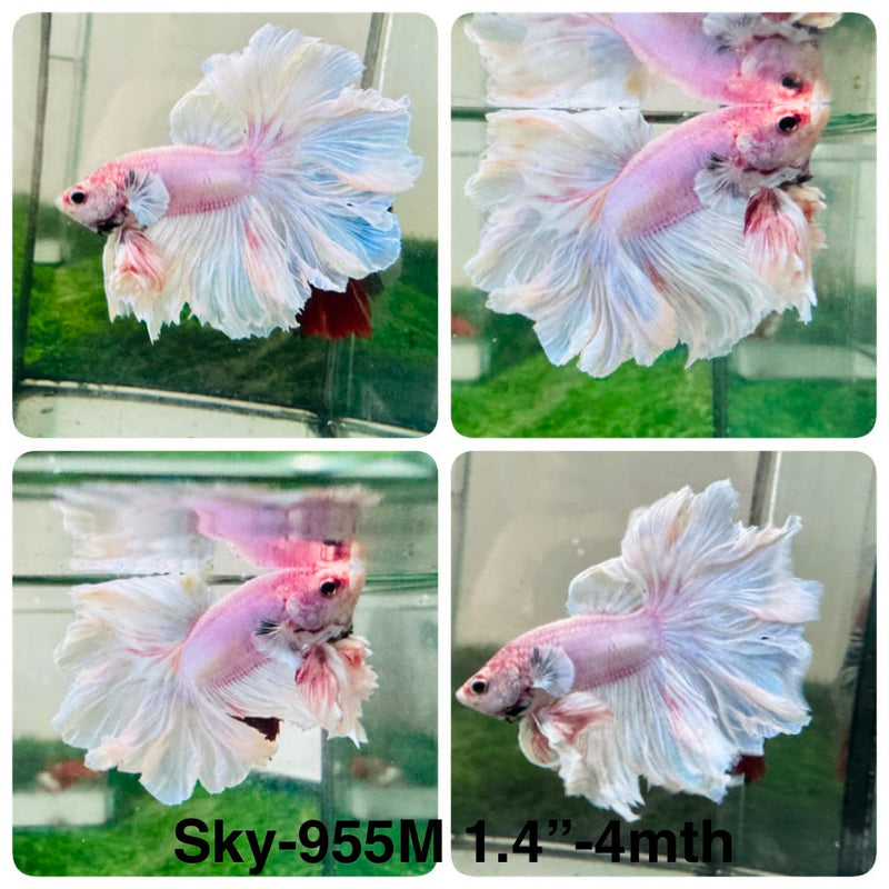 Live Male Betta Fancy Light colors Halfmoon Rosetail (Sky-955) High quality What you see What you get!!