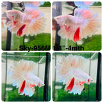Live Male Betta Fancy Light colors Halfmoon Rosetail (Sky-956) High quality What you see What you get!!
