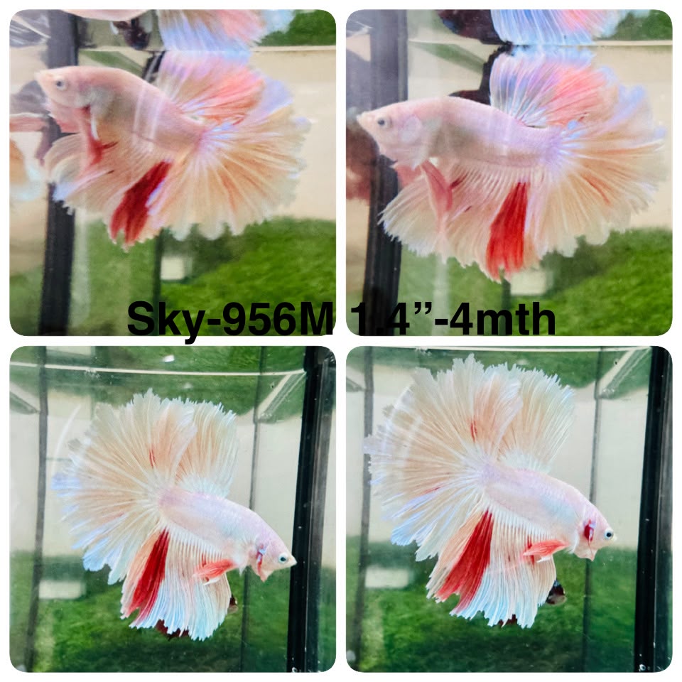 Live Male Betta Fancy Light colors Halfmoon Rosetail (Sky-956) High quality What you see What you get!!