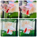 Live Male Betta Fancy Light colors Halfmoon Rosetail (Sky-956) High quality What you see What you get!!