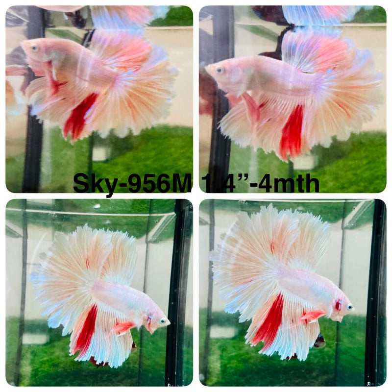 Live Male Betta Fancy Light colors Halfmoon Rosetail (Sky-956) High quality What you see What you get!!