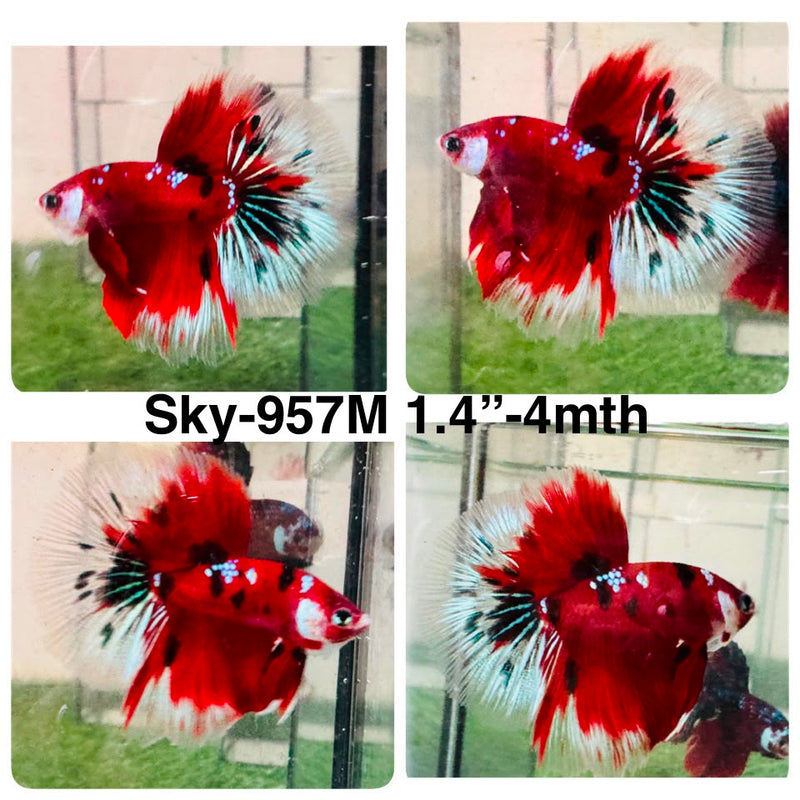 Live Male Betta Red Galaxy Koi Halfmoon (Sky-957) High quality What you see What you get!!