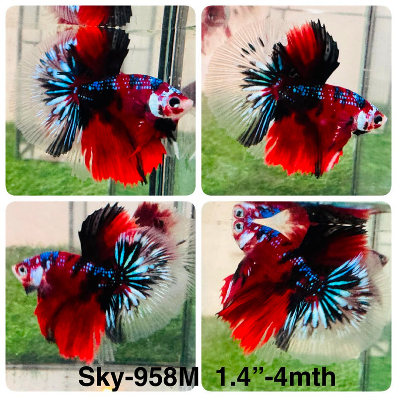Live Male Betta Red Galaxy Koi Halfmoon (Sky-958) High quality What you see What you get!!