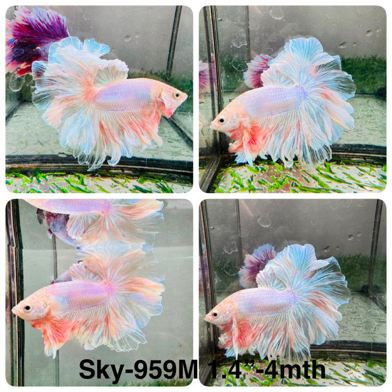 Live Male Betta Fancy Light colors Halfmoon Rosetail (Sky-959) High quality What you see What you get!!